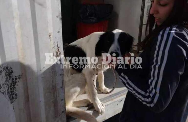 Imagen de Jornada de castración de mascotas en Fighiera