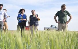 Imagen de Trigo: Clara Garc&iacute;a pidi&oacute; la Emergencia Agropecuaria frente a la sequ&iacute;a que pone en riesgo la cosecha