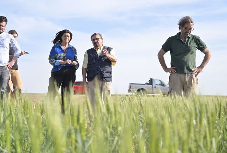 Imagen de Trigo: Clara García pidió la Emergencia Agropecuaria frente a la sequía que pone en riesgo la cosecha