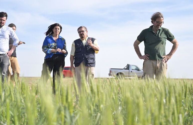 Imagen de Trigo: Clara García pidió la Emergencia Agropecuaria frente a la sequía que pone en riesgo la cosecha