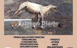 Imagen de Campa&ntilde;a para ayudar a los animales afectados por la quema de las islas