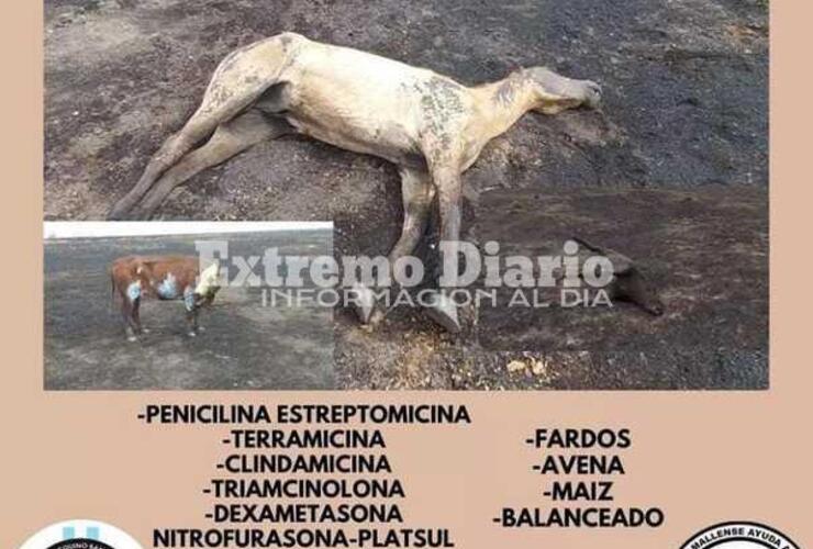 Imagen de Campa&ntilde;a para ayudar a los animales afectados por la quema de las islas