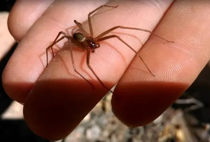 Imagen de Una nena de un año y medio murió por la picadura de una "araña del rincón"