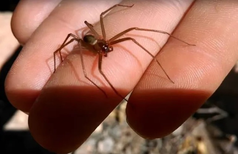 Imagen de Una nena de un año y medio murió por la picadura de una "araña del rincón"