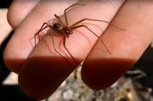 Imagen de Una nena de un a&ntilde;o y medio muri&oacute; por la picadura de una "ara&ntilde;a del rinc&oacute;n"