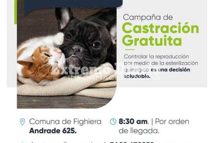 Imagen de Nueva campaña de castración de perros y gatos en Fighiera