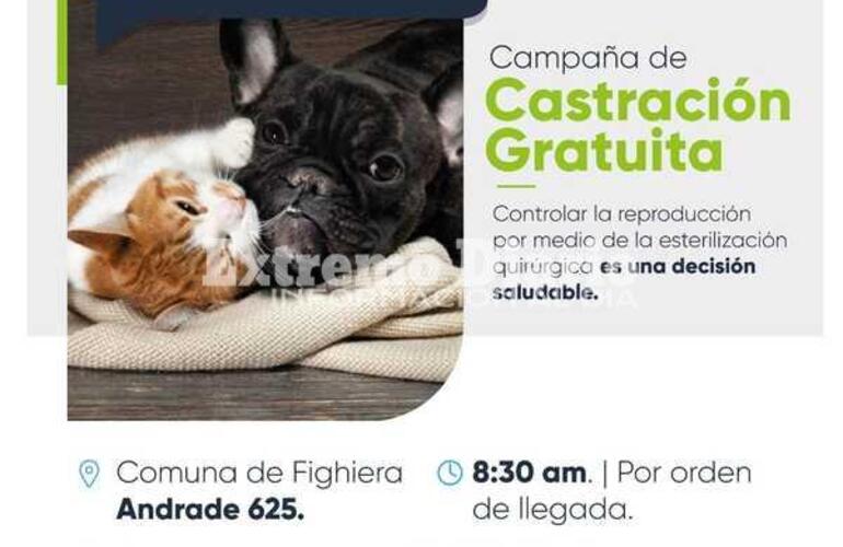 Imagen de Nueva campaña de castración de perros y gatos en Fighiera