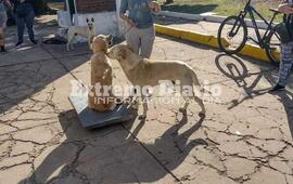 Imagen de Nueva jornada de castraciones en Fighiera