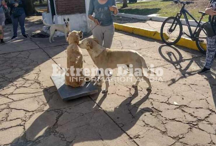 Imagen de Nueva jornada de castraciones en Fighiera