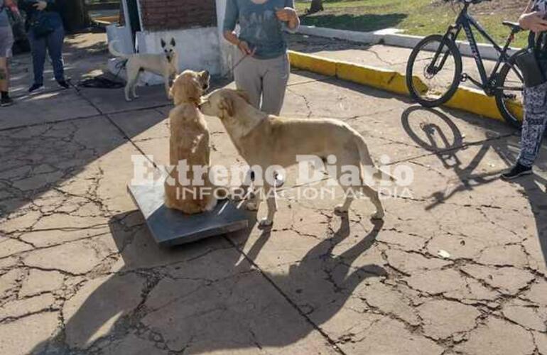 Imagen de Nueva jornada de castraciones en Fighiera