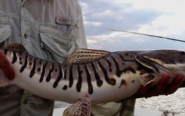 Imagen de Rige la veda de pesca del surub&iacute;