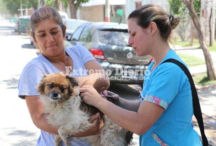 Imagen de Campaña de vacunación antirrábica en Arroyo Seco