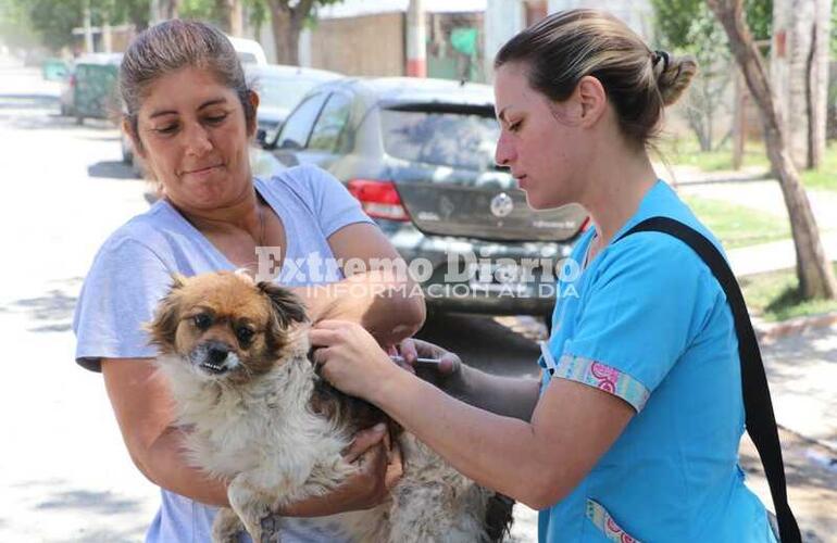 Imagen de Campaña de vacunación antirrábica en Arroyo Seco