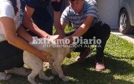 Imagen de Vacunaci&oacute;n antirr&aacute;bica en Fighiera