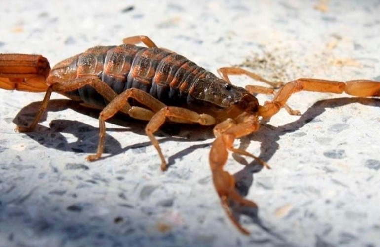 "Durante el d&iacute;a el alacr&aacute;n se mantiene guardado para salir a la noche a cazar, la comida la busca de noche en lugares h&uacute;medos y oscuros".