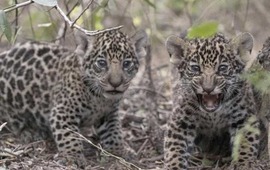 Imagen de Trasladaron al Iber&aacute; a dos cachorros de yaguaret&eacute; nacidos en el Parque Nacional El Impenetrable