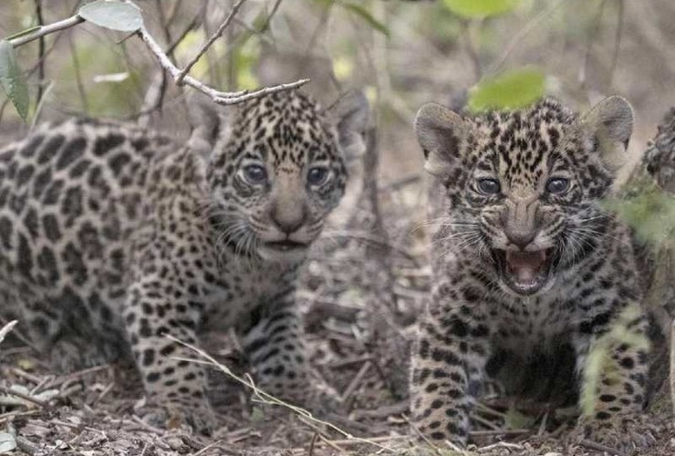 Imagen de Trasladaron al Iberá a dos cachorros de yaguareté nacidos en el Parque Nacional El Impenetrable