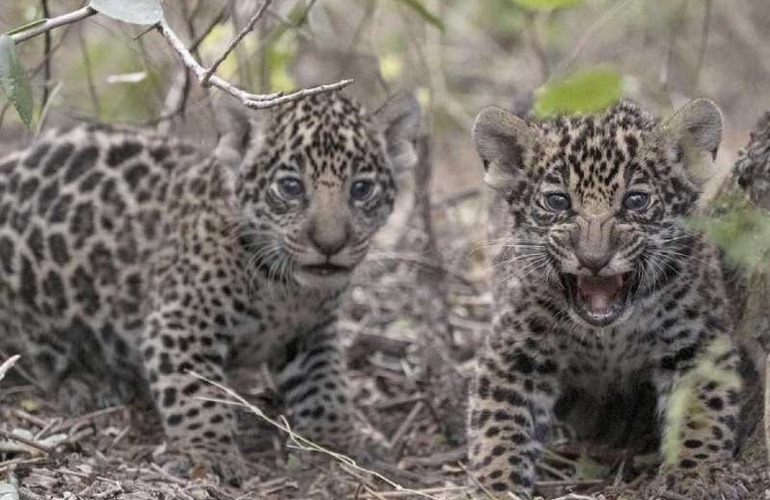 Imagen de Trasladaron al Iberá a dos cachorros de yaguareté nacidos en el Parque Nacional El Impenetrable