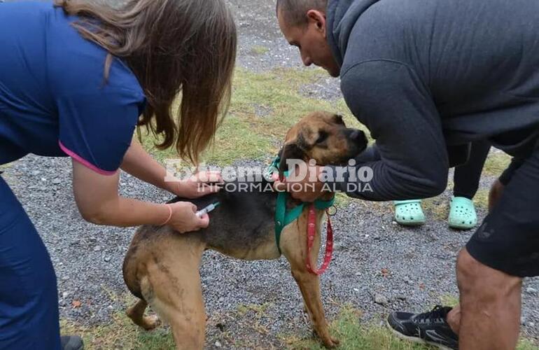 Imagen de Nueva jornada de vacunación antirrábica en Alvear