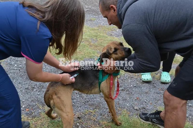 Imagen de Nueva jornada de vacunaci&oacute;n antirr&aacute;bica en Alvear
