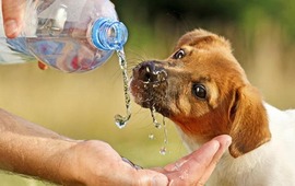 Los animales son m&aacute;s vulnerables al calor GETTY IMAGES