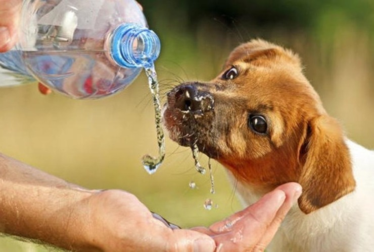 Los animales son más vulnerables al calor GETTY IMAGES