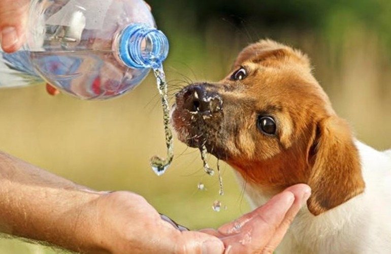 Los animales son más vulnerables al calor GETTY IMAGES