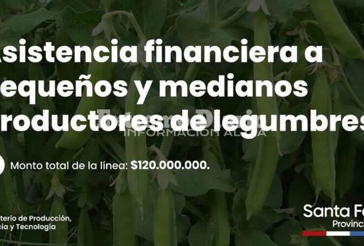 Imagen de Pav&oacute;n: Asistencia financiera a peque&ntilde;os y medianos productores de legumbres