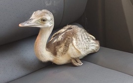 Imagen de Rescatan un pich&oacute;n de &ntilde;and&uacute; que estaba en venta en un domicilio particular en P&eacute;rez