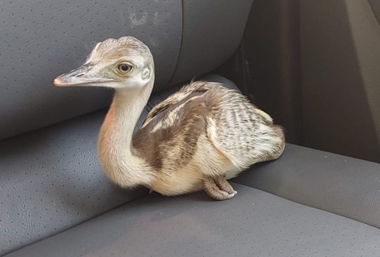 Imagen de Rescatan un pichón de ñandú que estaba en venta en un domicilio particular en Pérez