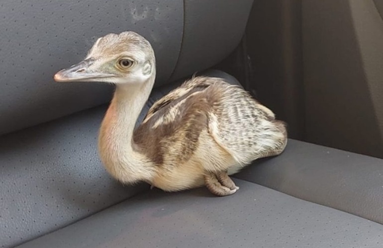 Imagen de Rescatan un pichón de ñandú que estaba en venta en un domicilio particular en Pérez