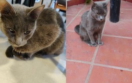 Imagen de Rosario: Rompieron la ventanilla y robaron a "Picolino", un gato gris con leucemia que est&aacute; bajo tratamiento