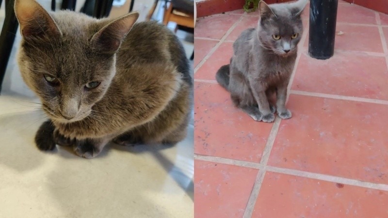 Imagen de Rosario: Rompieron la ventanilla y robaron a "Picolino", un gato gris con leucemia que est&aacute; bajo tratamiento