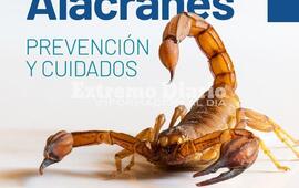 Imagen de Alacranes: Prevenci&oacute;n y cuidados