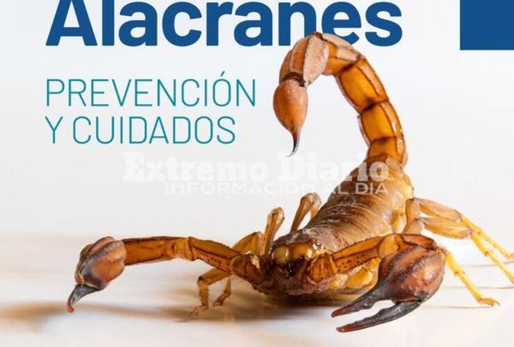 Imagen de Alacranes: Prevención y cuidados