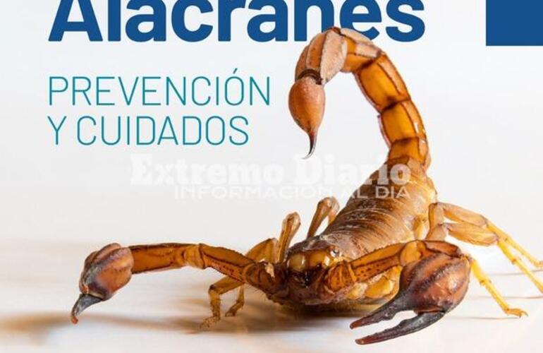 Imagen de Alacranes: Prevención y cuidados