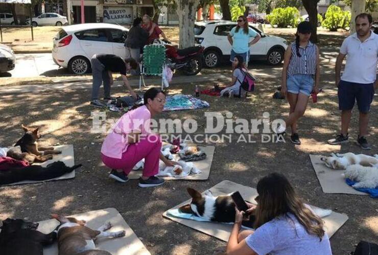 Imagen de Se esterilizaron 71 animales en la primera jornada del año