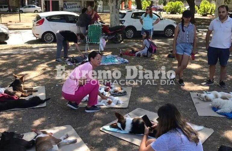 Imagen de Se esterilizaron 71 animales en la primera jornada del año