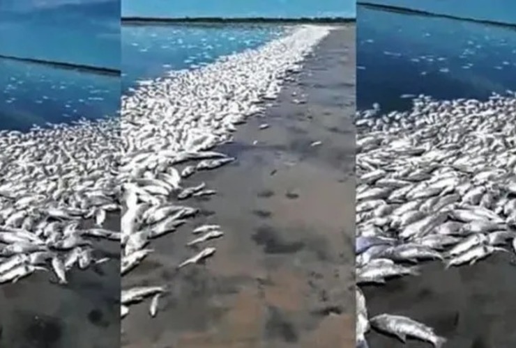 La mortandad se registró en la Laguna del Plata, en el norte provincial.