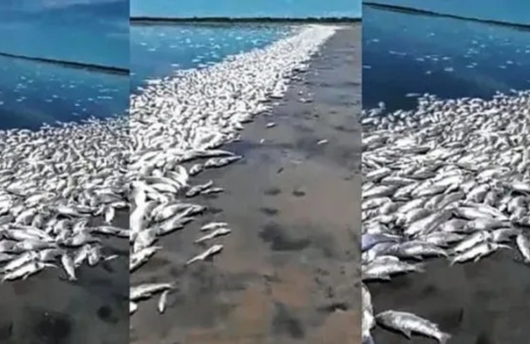 La mortandad se registró en la Laguna del Plata, en el norte provincial.