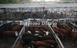 Imagen de Carne: subi&oacute; el precio de la hacienda y se espera un traslado al mostrador
