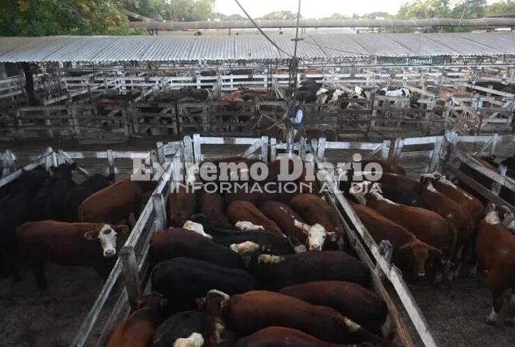 Imagen de Carne: subió el precio de la hacienda y se espera un traslado al mostrador