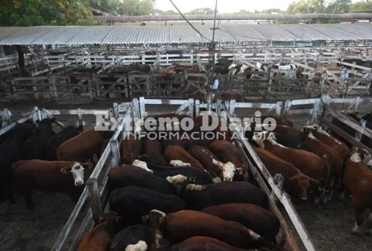 Imagen de Carne: subi&oacute; el precio de la hacienda y se espera un traslado al mostrador