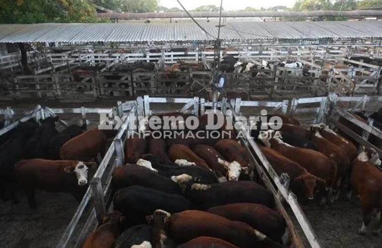 Imagen de Carne: subió el precio de la hacienda y se espera un traslado al mostrador