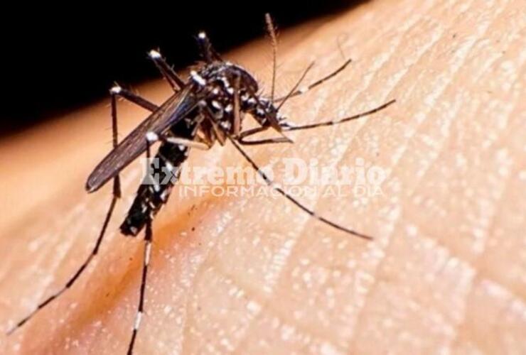 Imagen de Confirmaron 9 casos de dengue autóctono y uno importado en la provincia
