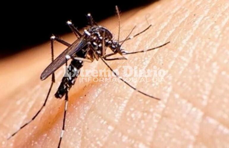 Imagen de Confirmaron 9 casos de dengue autóctono y uno importado en la provincia