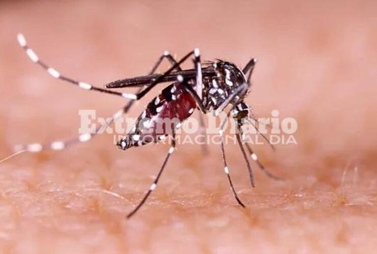 Imagen de Confirmaron el primer caso de chikungunya en Rosario