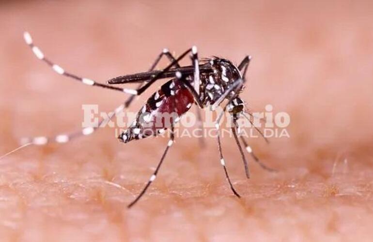 Imagen de Confirmaron el primer caso de chikungunya en Rosario