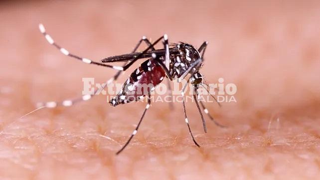 Imagen de Confirmaron el primer caso de chikungunya en Rosario