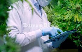 Imagen de Lanzan la Agencia Nacional de Cannabis para impulsar su uso medicinal e industrial
